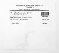 Elsinoe violae image